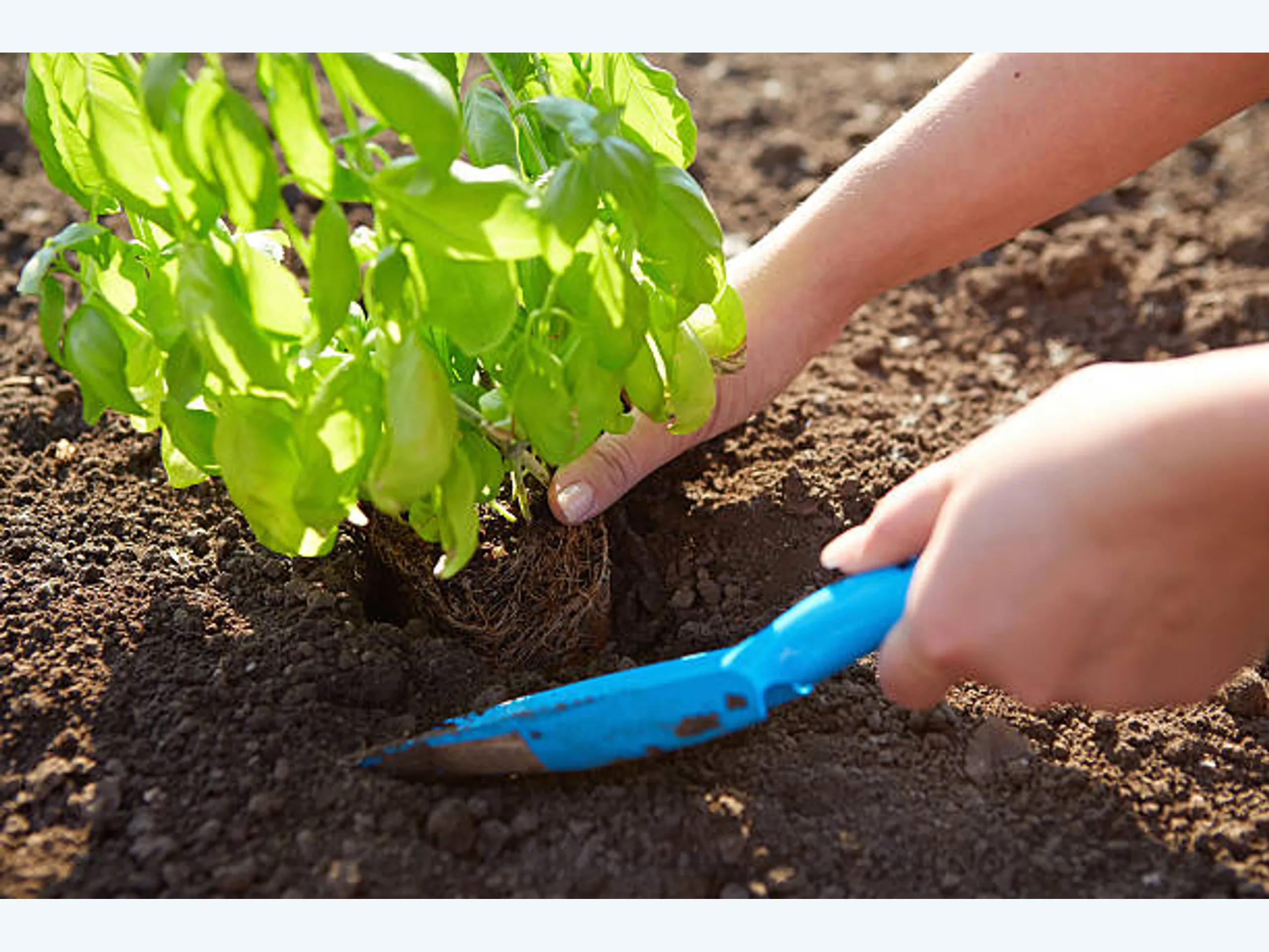 Afbeelding voor hulpvraag: Groentetuintje zoekt held!