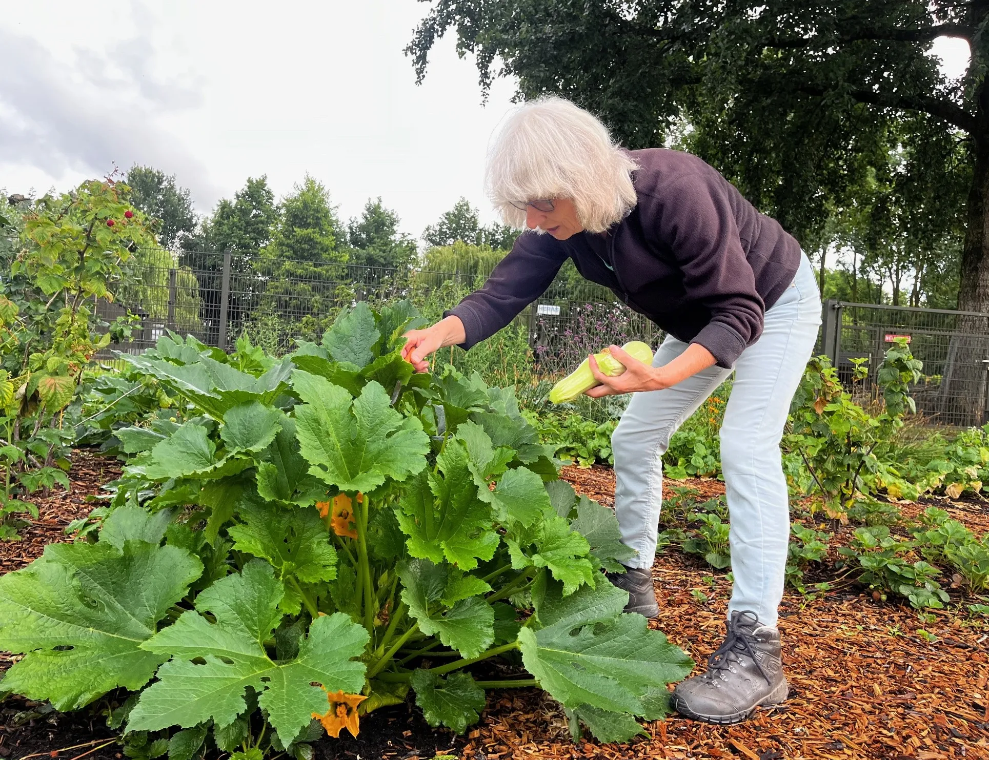 Afbeelding voor hulpvraag: Tuinhulp gevraagd!